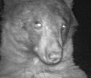 [영상] "여기가 셀카 맛집인곰"…공원 카메라로 사진 400장 찍은 흑곰