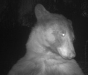 ‘얼짱’ 각도로 찍힌 곰의 셀카…美 자연보호구역 카메라에 포착