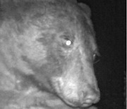 “나보다 더 잘생겼네”…‘셀카 400장’ 화보 찍은 흑곰에 美폭소