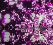 도쿄 도요스의 teamLab Planets, 방문객 절반 이상 외국인 방문객… 3월부터 봄철에만 공간 전체에 만개한 벚꽃을 주제로 한 아트워크 전시