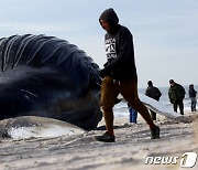 뉴욕 해변으로 밀려와 눈감은 5살 혹등고래