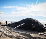 "고래 떼죽음, 친환경 풍력발전이 범인"…환경단체 패닉