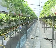 딸기 재배 혁신기술 개발…3단 재배로 생산량 50%↑