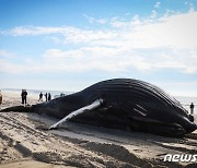 해변 떠밀려온 5살 혹등고래의 쓸쓸한 죽음…'해상풍력' 지목
