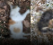 파주 아파트단지서 ‘골절·내장 파열’ 길고양이 사체 잇따라 발견