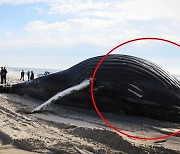 [영상] 약 11m 거대 혹등고래, 죽은 채 떠밀려와…“매우 슬픈 날”