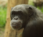10대 침팬지 인내심, 인간 사춘기 청소년보다 강해