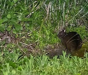 [애니멀리포트] 보호 대상인 ‘검은 야생 토끼’,  알고보니 희귀식물  보존하는 수호자