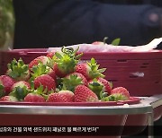 [여기는 안동] ‘예천 딸기’ 본격 출하…소비자 직접 만나