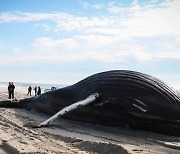 “이런 크기는 처음” 해변가 발견 11m 혹등고래 [영상]