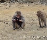 북한 중앙동물원에 새로 태어난 동물들