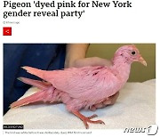 세상에 비둘기가 핑크색?…뉴욕서 발견된 희귀종의 정체