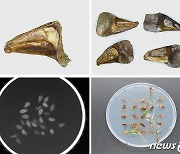 한국수목원정원관리원, 자생식물 종자정보 빅데이터 구축