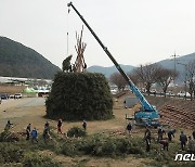 이게 바로 청도군 초대형 달집