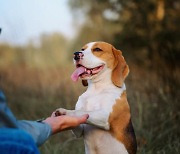 4명 중 1명 반려동물과 산다… 개·고양이 다음은 '이것!'