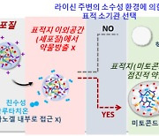 미토콘드리아로 약물 정확히 전달·방출한다…나노겔 개발