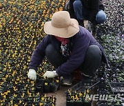 봄기운 물씬 펜지꽃