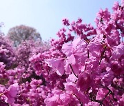 올해 봄꽃, 예년보다 3∼6일 빨라...서울 개나리, 3월 24일 개화