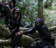 사람, 침팬지 몸짓 의미 직관적으로 이해한다