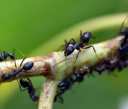 '개미'의 재발견, 소변 냄새로 '암세포' 찾아낸다