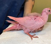 뉴욕서 발견된 분홍 비둘기... 희귀종인 줄 알았더니 ‘파티용’