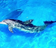 [신문과 놀자!/피플 in 뉴스]남방큰돌고래 ‘비봉이’는 어디에?