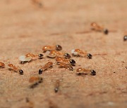 "어디서 암 냄새가"… 개미 훈련시켰더니, '암 환자' 찾아냈다