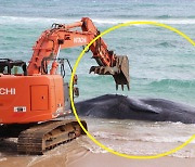 17미터 향유고래 뱃 속에서 '이것' 나왔다...사망 이유는?