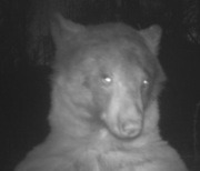 [지구촌톡톡] "내가 봐도 잘 생겼군"…美보호구역 카메라에 셀카 남긴 흑곰 外
