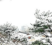 [포토친구] 흰 눈꽃 송이 탐스러운 눈 오는 날