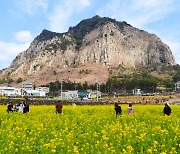 '서귀포에서 전하는 봄소식'
