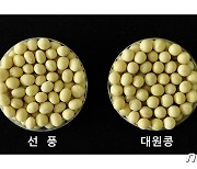 "수확량 많고 쓰러짐 강해" 농진청, 개발 콩 8종 보급
