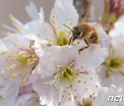 제주 양봉장 꿀벌 1억4000마리 얼어 죽었다…한파·폭설 영향