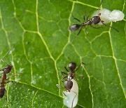 [사이언스카페] 격리치료, 거리두기…방역 원조는 개미