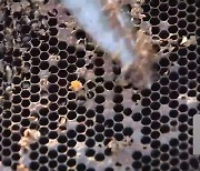 올해도 꿀벌 실종…재해 보상 확대 시급