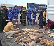 베트남 항구서 ‘밀반입’ 코끼리 상아 500㎏ 압수…소뿔 더미서 발견
