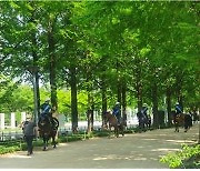 매주 수요일 서울숲을 지키는 말들의 '특별한 순찰'