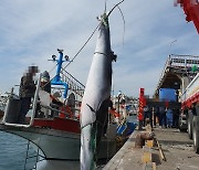 통영 욕지도 해상서 밍크고래 혼획… 6000만원에 위판