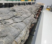 천연기념물 지정된 신생대 나무화석, 일반에 공개