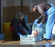 日 후쿠시마 농어, 방사성 물질 '세슘' 초과...전량 회수