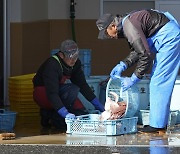 日 후쿠시마산 물고기서 기준치 초과 세슘 검출