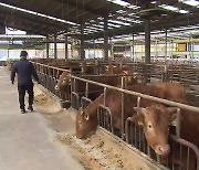 소 값 폭락에 농가 부담 가중…소고기값은 ‘제자리’