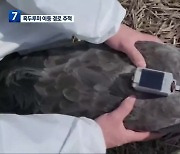 [여기는 전남] 흑두루미 첫 위치 추적기 부착…이동 경로 밝힌다