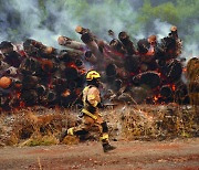 [포토] 칠레 산불 발생, 다급한 소방대원