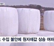 '논두렁 마시멜로' 가격 고공행진…"한우값 급락 겹쳐 소 팔면 손해"