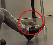 뉴욕 지하철 전동차에 대형 쥐 출현… 승객 발 타고 올라가 활보 [영상]