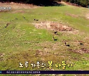 [영상] 노루 가족의 이른 봄  소풍