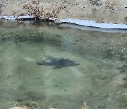 하남 덕풍천 살얼음 밑 잉어떼... 겨울나기 ‘장관’