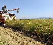 양주시 대표 특산물 양주골쌀 판매지역 확대…구입비도 지원