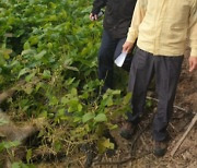 충주·제천·괴산서 아프리카돼지열병 야생멧돼지 발견
